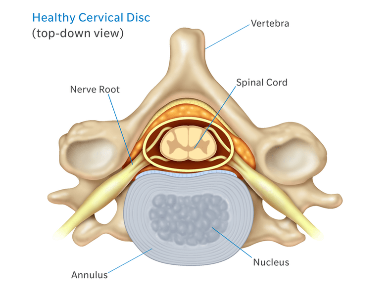 D'Struktur vun der intervertebraler Disc